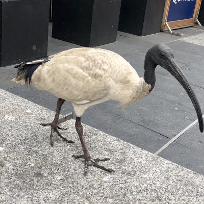 een enge vogel