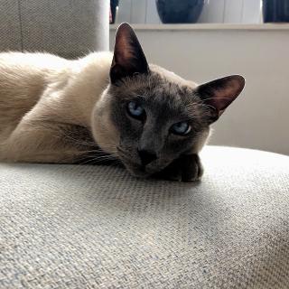 close-up van een grijze Siamees