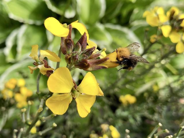 een bij haalt nectar uit een gele bloem
