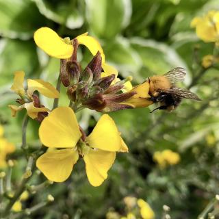 een bij haalt nectar uit een gele bloem
