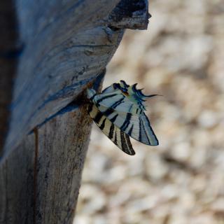 closeup van een beige vlinder