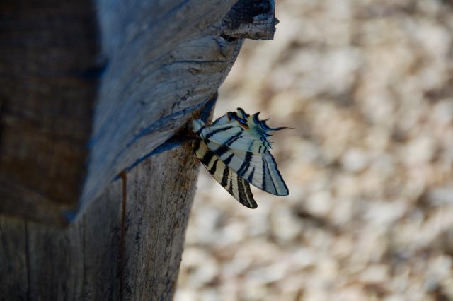 closeup van een beige vlinder