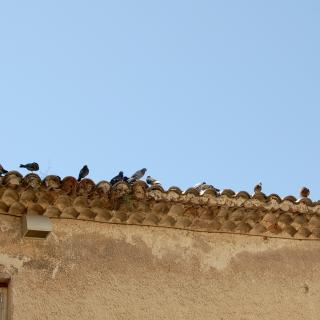 vogels op een dakrand tegen een blauwe lucht