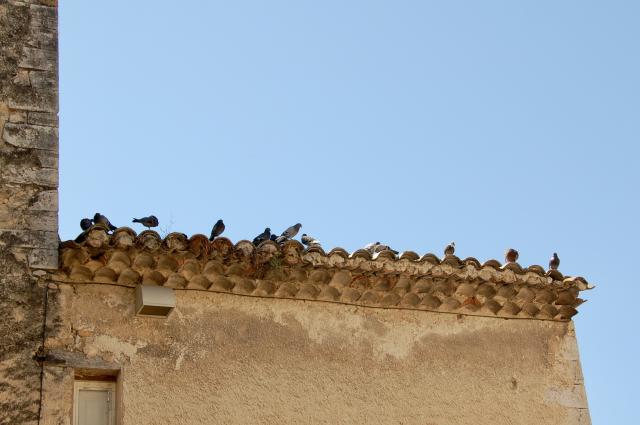 vogels op een dakrand tegen een blauwe lucht
