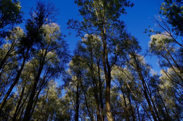 kruinen van bomen tegen een blauwe lucht