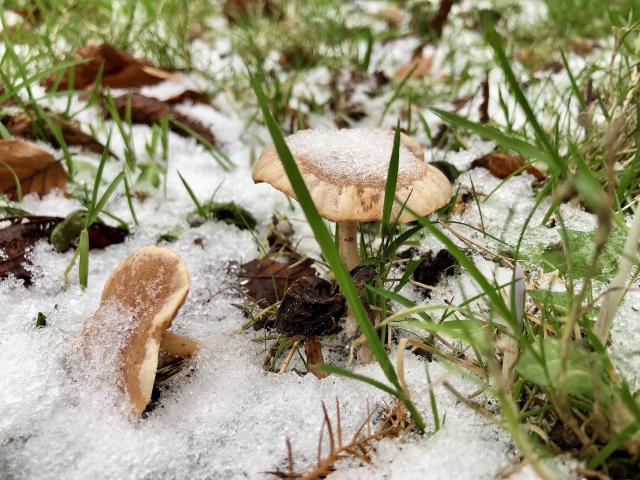 paddenstoelen in de sneeuw