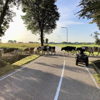koeien steken een weg over