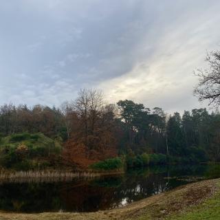 bos met herfstkleuren