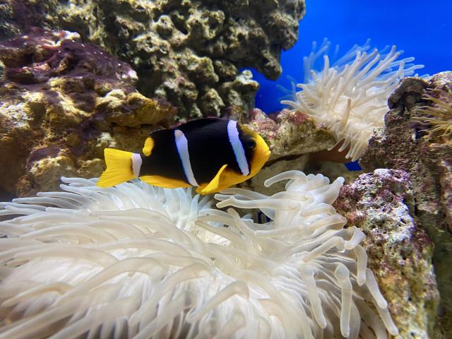 tropische vis in aquarium