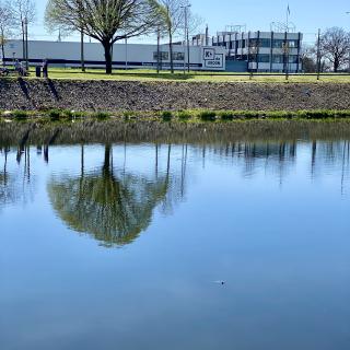 boom weerspiegelt in het water