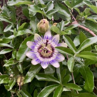 closeup van passiebloem