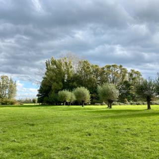 bomen in het grasland