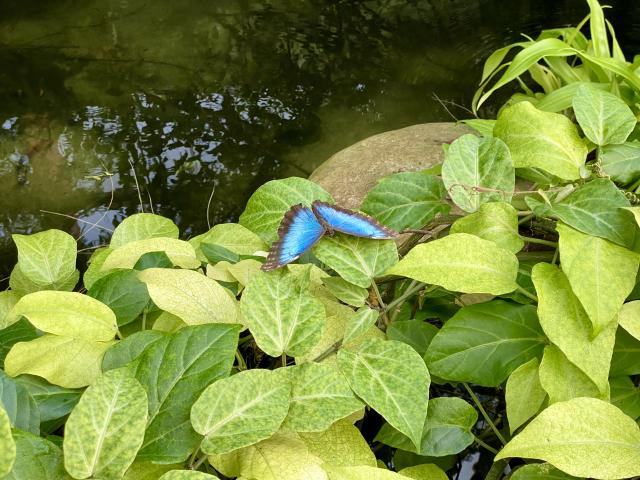vlinder op een groen blad