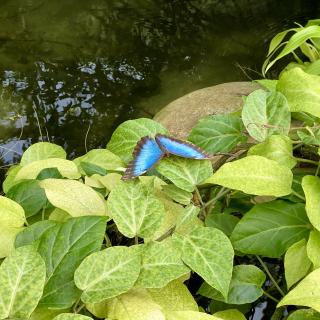 vlinder op een groen blad