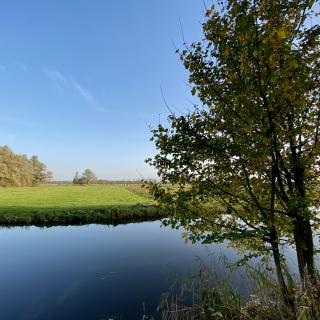 boom aan het water