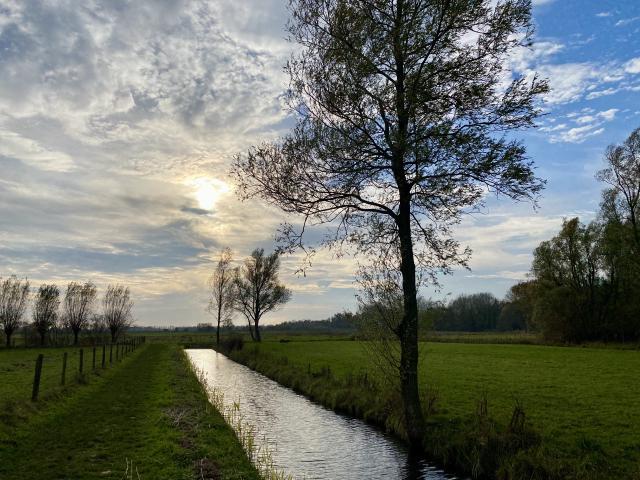 boom aan het water