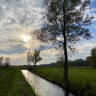 boom aan het water