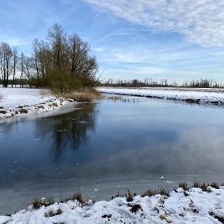 boom weerspiegelt in het water