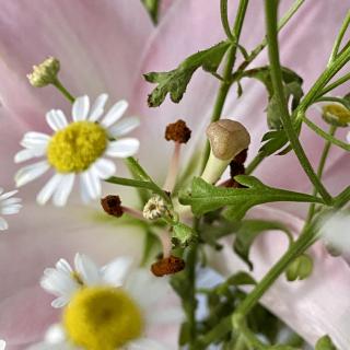 closeup van bloemen