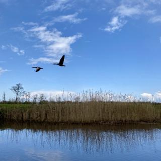 vogels vliegen langs de sloep