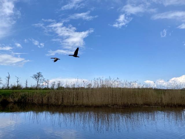 vogels vliegen langs de sloep