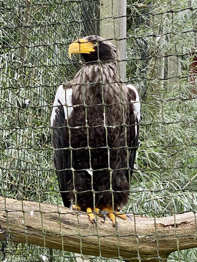 closeup van een zeearend