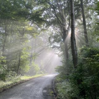zon schijnt door bomen in de mist