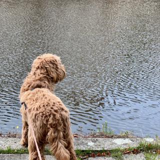 hond aan de waterkant