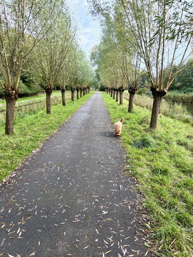 hond rent over het pad
