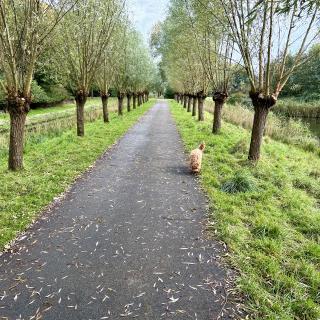 hond rent over het pad