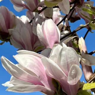 closeup van een bloem