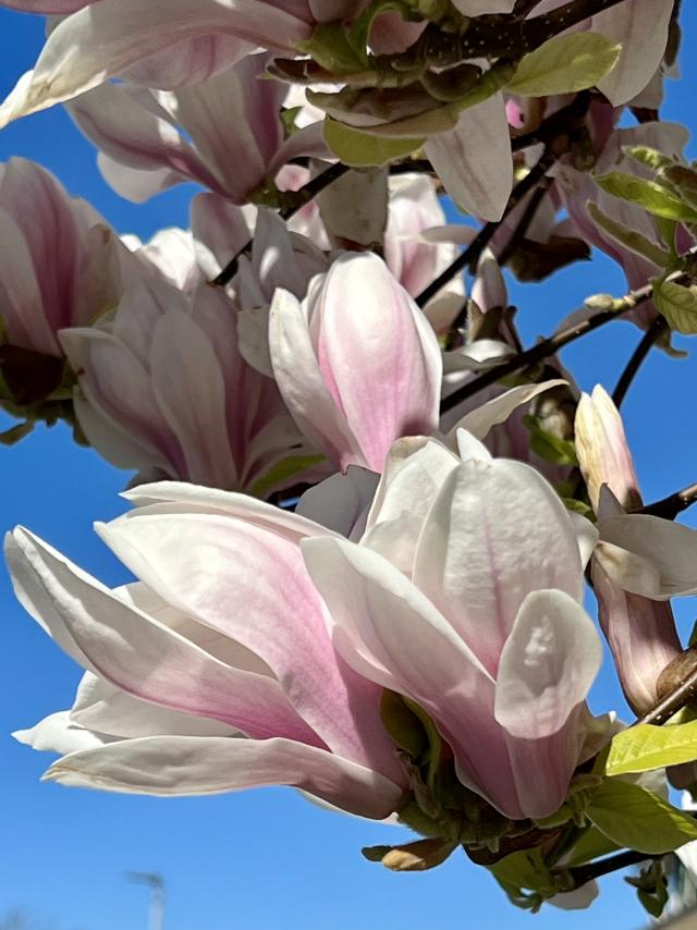 closeup van een bloem