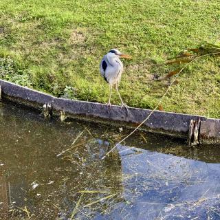 reiger aan de waterkant