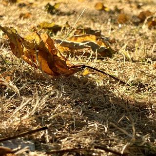 verdord blad in het gras