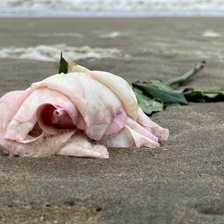 achtergelaten bloem op het strand