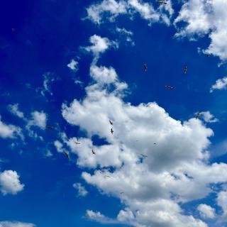 vogels hoog in de lucht