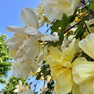 gele bloemen