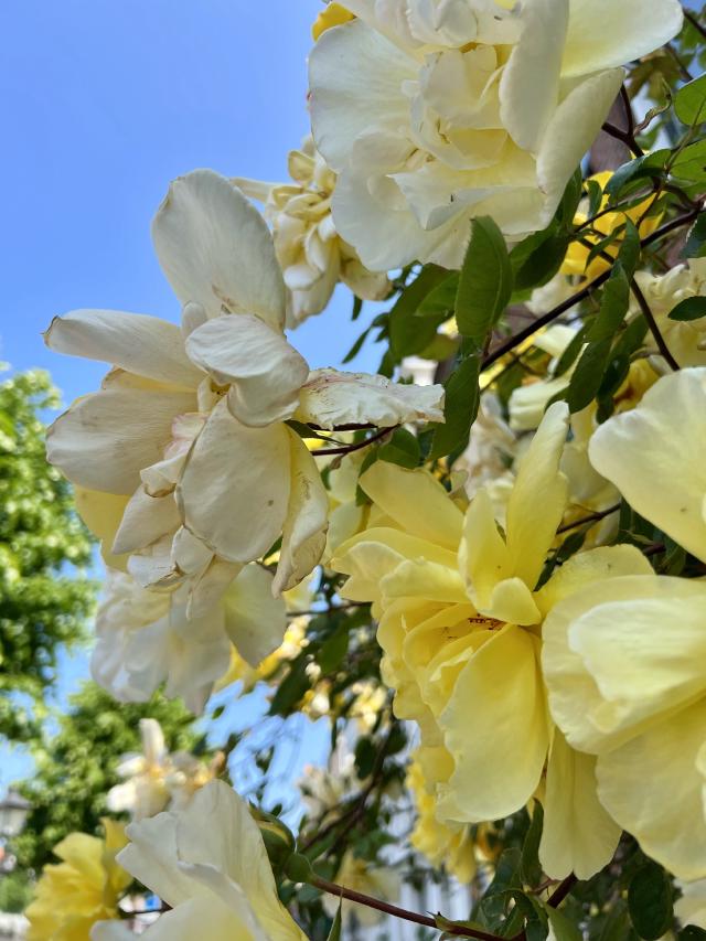 gele bloemen