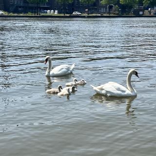 zwanen op de rivier