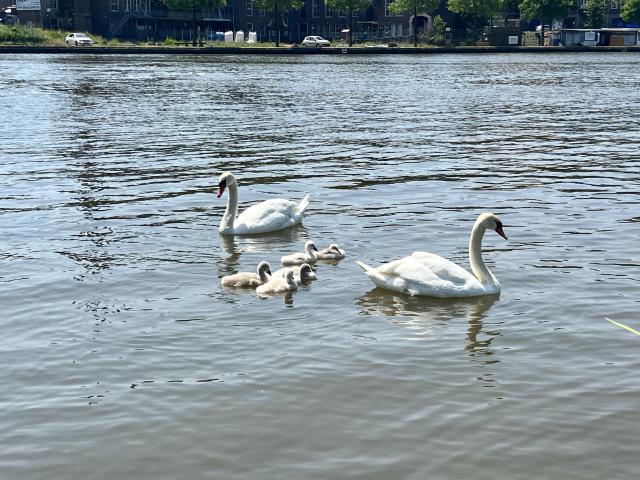 zwanen op de rivier