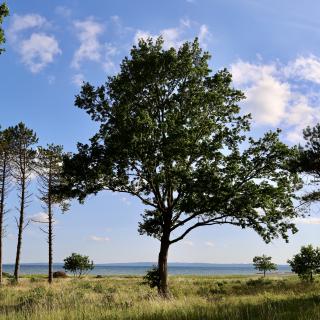 hoge boom met de zee op de achetrgrond