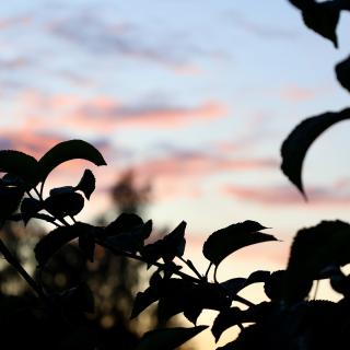 zonsondergang in de tuin
