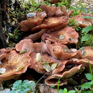 paddenstoelen rond een boom