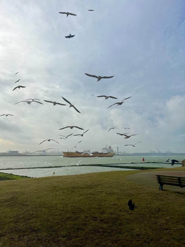 Een groep meeuwen vliegt boven een grasveld bij een waterkant met schepen en windmolens in de verte onder een bewolkte hemel.