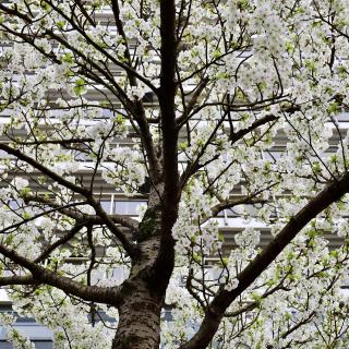 Een boom met witte bloemen voor een modern gebouw onder een grijze lucht.