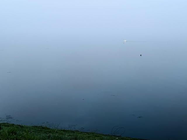Stille vijver met een zwaan in de verte, omgeven door groen gras en een mistige lucht.