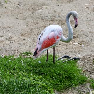 Een roze flamingo staat op een grasveldje naast een zandgrond.
