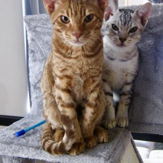 Twee katten zitten op een grijze kattenboom bij een raam. De ene is oranje met strepen, de andere is wit met grijze vlekken.