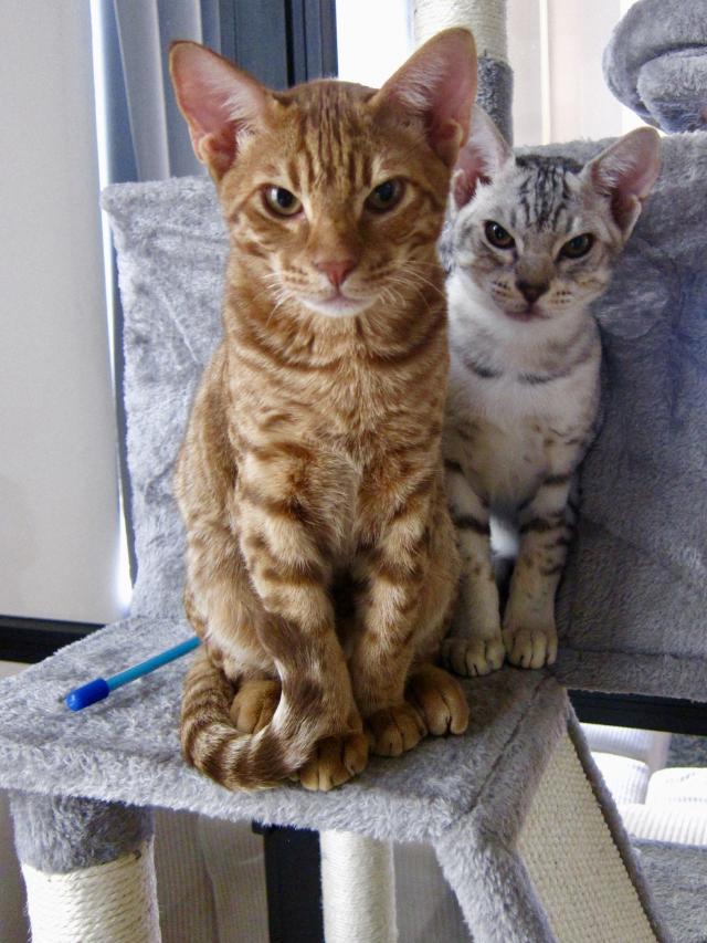 Twee katten zitten op een grijze kattenboom bij een raam. De ene is oranje met strepen, de andere is wit met grijze vlekken.