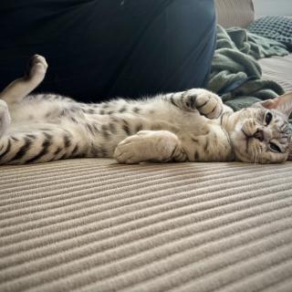 Een grijze kat ligt op zijn rug op een bed met een groene deken, ontspannen en met zijn poten omhoog.